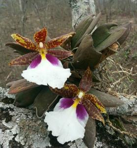 Trichocentrum tigrinum