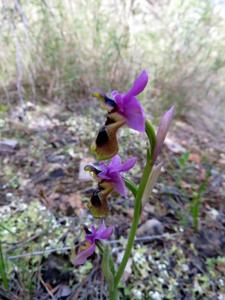 Ophrys tenthredinifera