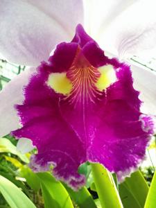 Cattleya warscewiczii