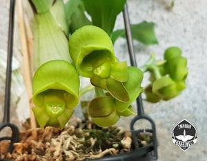 Catasetum juruenense