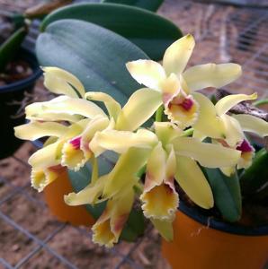 Cattleya luteola