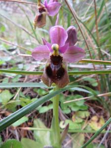 Ophrys tenthredinifera