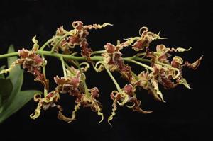 Dendrobium spectabile