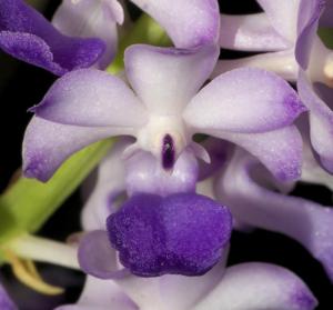 Rhynchostylis coelestis