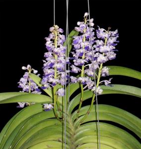 Rhynchostylis coelestis