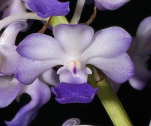 Rhynchostylis coelestis