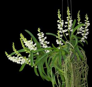 Rhynchostylis coelestis