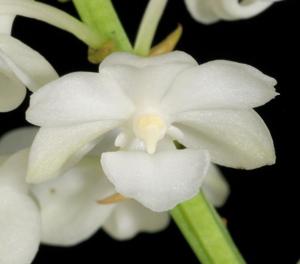 Rhynchostylis coelestis