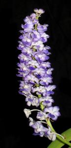 Rhynchostylis coelestis