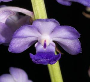 Rhynchostylis coelestis