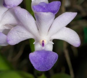 Rhynchostylis coelestis