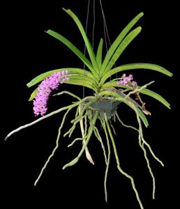 Rhynchostylis retusa