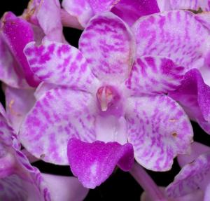 Rhynchostylis retusa