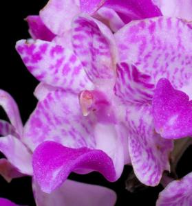 Rhynchostylis retusa