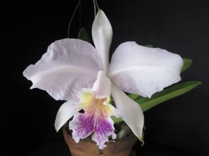 Cattleya lueddemanniana