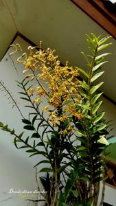 Dendrobium discolor