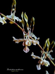 Dendrobium strebloceras