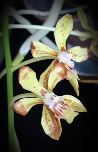 Vanda lamellata