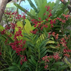 Renanthera storiei