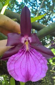 Miltonia moreliana