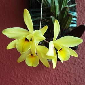 Laelia aurea