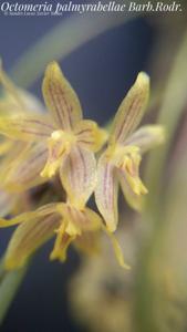 Octomeria palmyrabellae