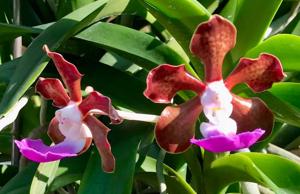 Vanda insignis