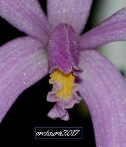 Cattleya reginae