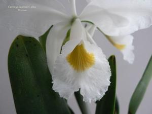 Cattleya wallisii