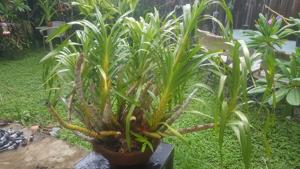 Grammatophyllum speciosum