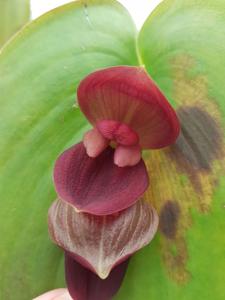 Pleurothallis gargantua