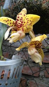 Stanhopea hernandezii