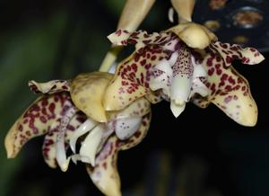 Stanhopea hernandezii