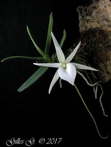 Angraecum didieri