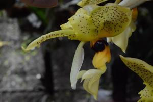 Stanhopea wardii