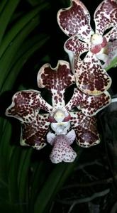 Vanda lombokensis