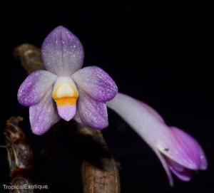 Dendrobium hasseltii