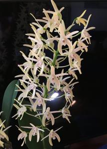 Dendrobium speciosum var. curvicaule