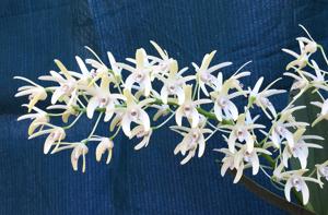 Dendrobium speciosum var. curvicaule