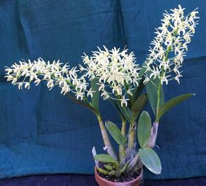 Dendrobium speciosum var. curvicaule