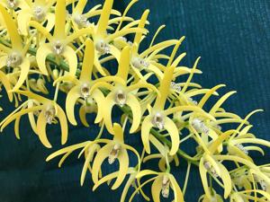 Dendrobium speciosum var. grandiflorum