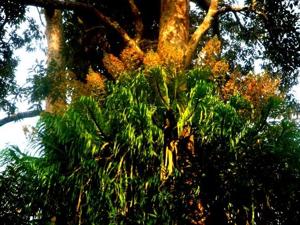 Grammatophyllum speciosum