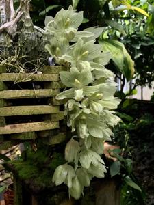 Clowesia russelliana