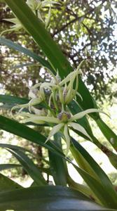 Prosthechea chondylobulbon