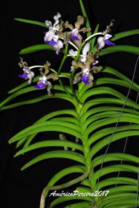 Vanda tessellata