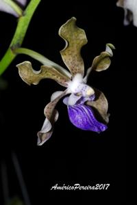 Vanda tessellata