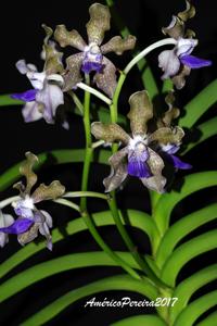 Vanda tessellata