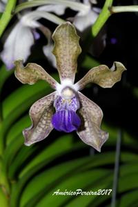 Vanda tessellata