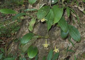 Bulbophyllum lobbii subsp. siamense