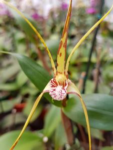 Dendrobium tetragonum